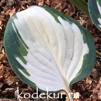Hosta  Fire and Ice