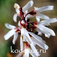 Abeliophyllum distichum Rosea