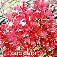 Berberis thunbergii Coral