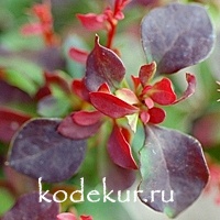 Berberis thunbergii Fire Ball