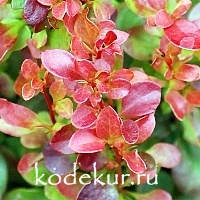 Berberis thunbergii Lutin Rouge