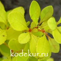 Berberis thunbergii Golden Carpet