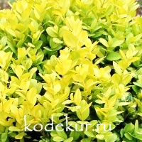 Buxus  sempervirens aurea