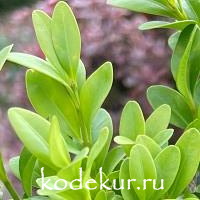 Buxus  sempervirens 