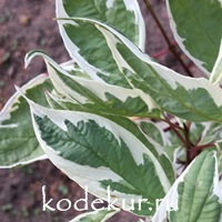 Cornus alba Elegantissima