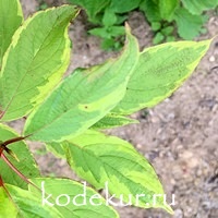 Cornus alba Spaethii