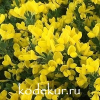 Cytisus decumbens Vancuver Gold