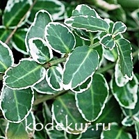 Euonymus fortunei   Emerald  Gaiety