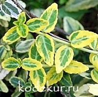 Euonymus fortunei  Emerald Gold