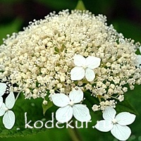 Hydrangea arborescens White Dome