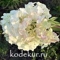 Hydrangea Diamantino