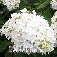 Hydrangea Grandiflora