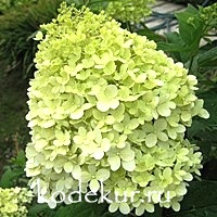 Hydrangea Limeligh