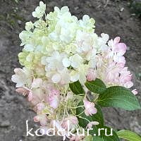 Hydrangea Little Fraise