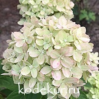 Hydrangea Little Lime