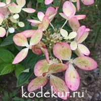 Hydrangea Pastel Green