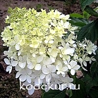 Hydrangea Phantom