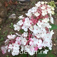 Hydrangea Rensam