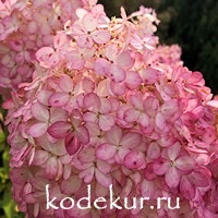 Hydrangea Sandae Fraise