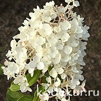 Hydrangea Silver Dollar