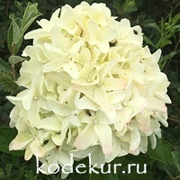 Hydrangea Skyfall (Frenne)