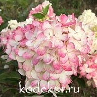 Hydrangea Strawberry Blossom