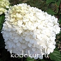 Hydrangea Vanille Fraise