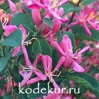 Lonicera tatarica Arnold Red