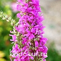 Lythrum virgatum Moderns Pink