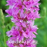 Lythrum salicaria Robin