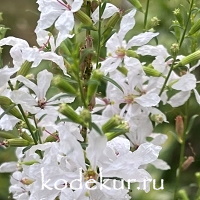 Lytrum salicaria White Swirl