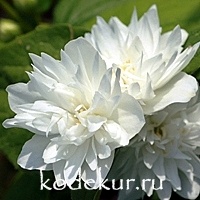 Philadelphus  vulgaris Minnesota Snowflake