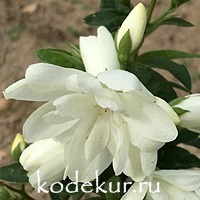 Philadelphus  vulgaris Minnesota Snowflake