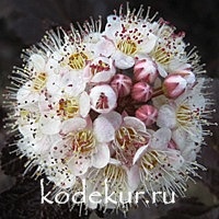 Physocarpus opulifolius Diabolo