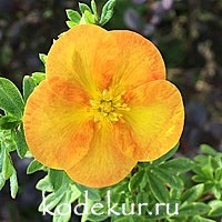 Potentilla Hopleys Orange