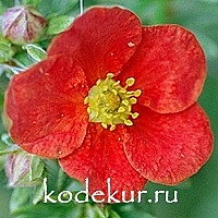 Potentilla fruticosa Marian Red Robin