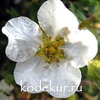 Potentilla Abbotswood