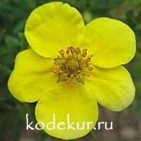 Potentilla fruticosa Goldstar