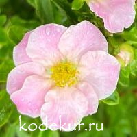 Potentilla fruticosa Lovely Pink