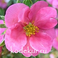 Potentilla fruticosa Pink Paradis