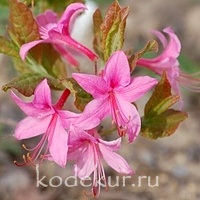 Rhododendron Roseum