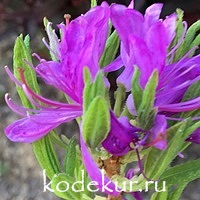 Rhododendron canadense