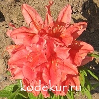 Rhododendron japonicum salmon