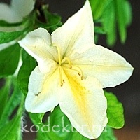 Rhododendron japonicum cream