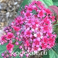 Spiraea Double Play Red