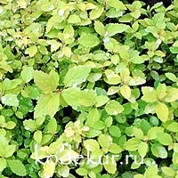 Spiraea japonica Gold Mound