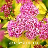 Spiraea Golden Princess