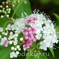 Spiraea japonica  Shirobana