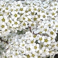 Spiraea cinerea Grefsheim