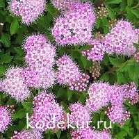 Spiraea japonica Little Princess